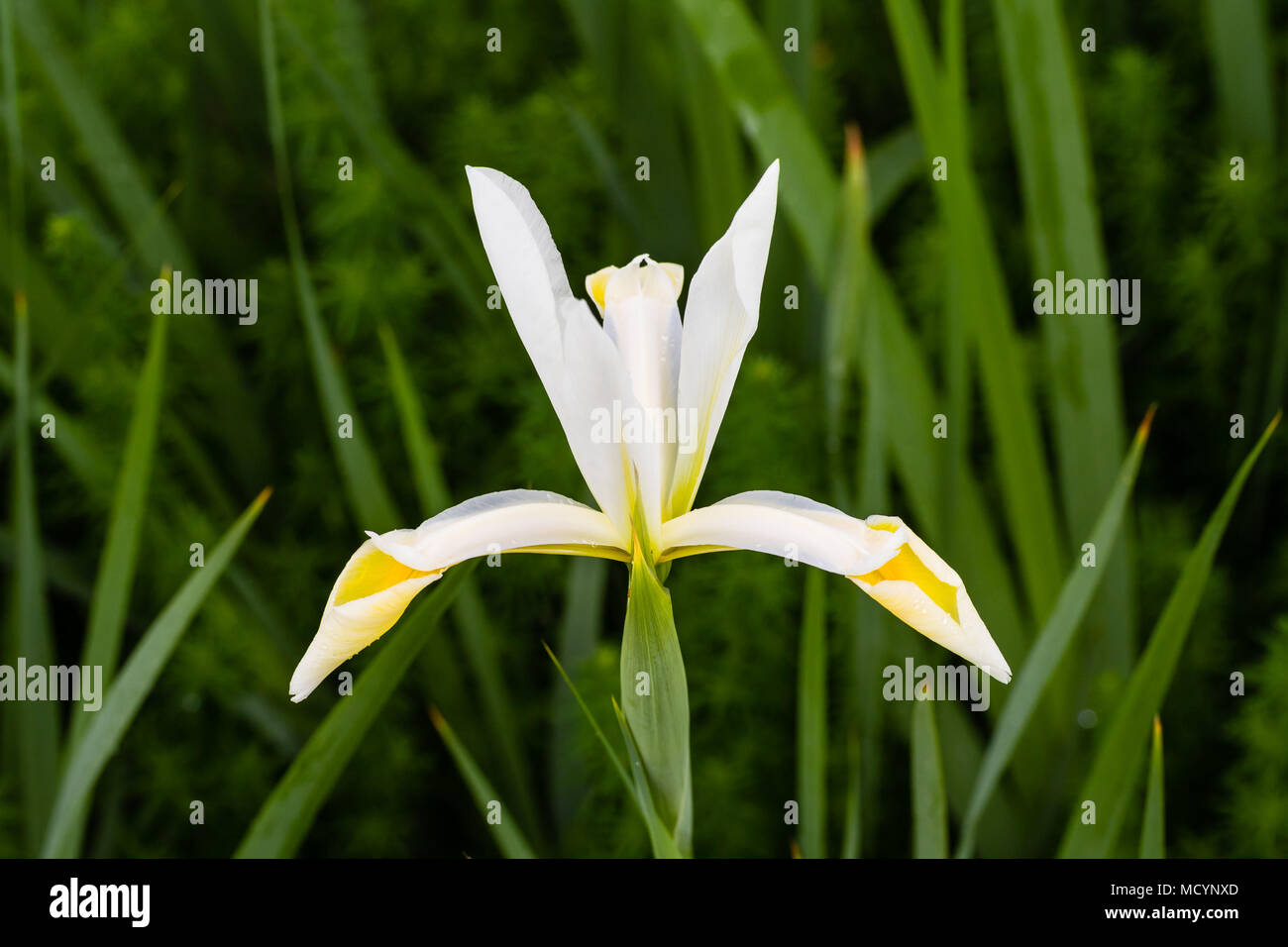 El segundo blanco flor del IRS de la temporada Fotografía de stock - Alamy