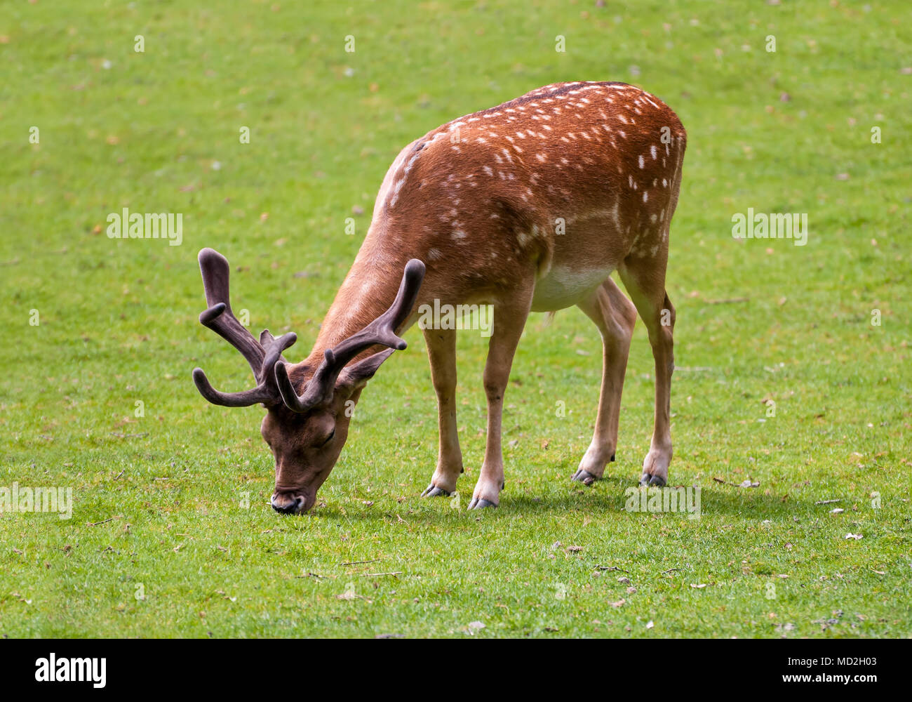 Joven ciervo comiendo sobre la hierba verde. Foto de stock