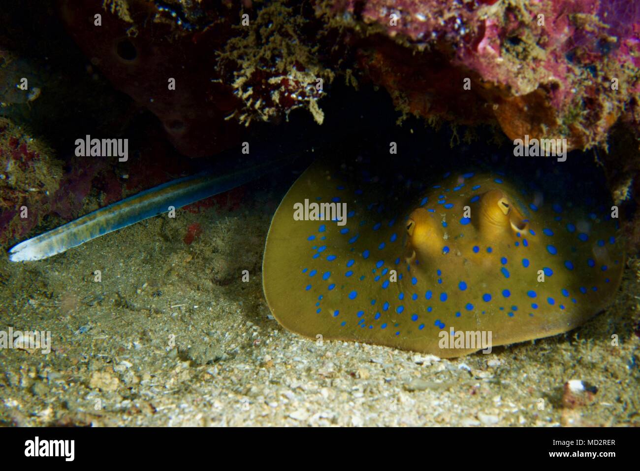 Blue spotted ray esconderse bajo los corales Foto de stock