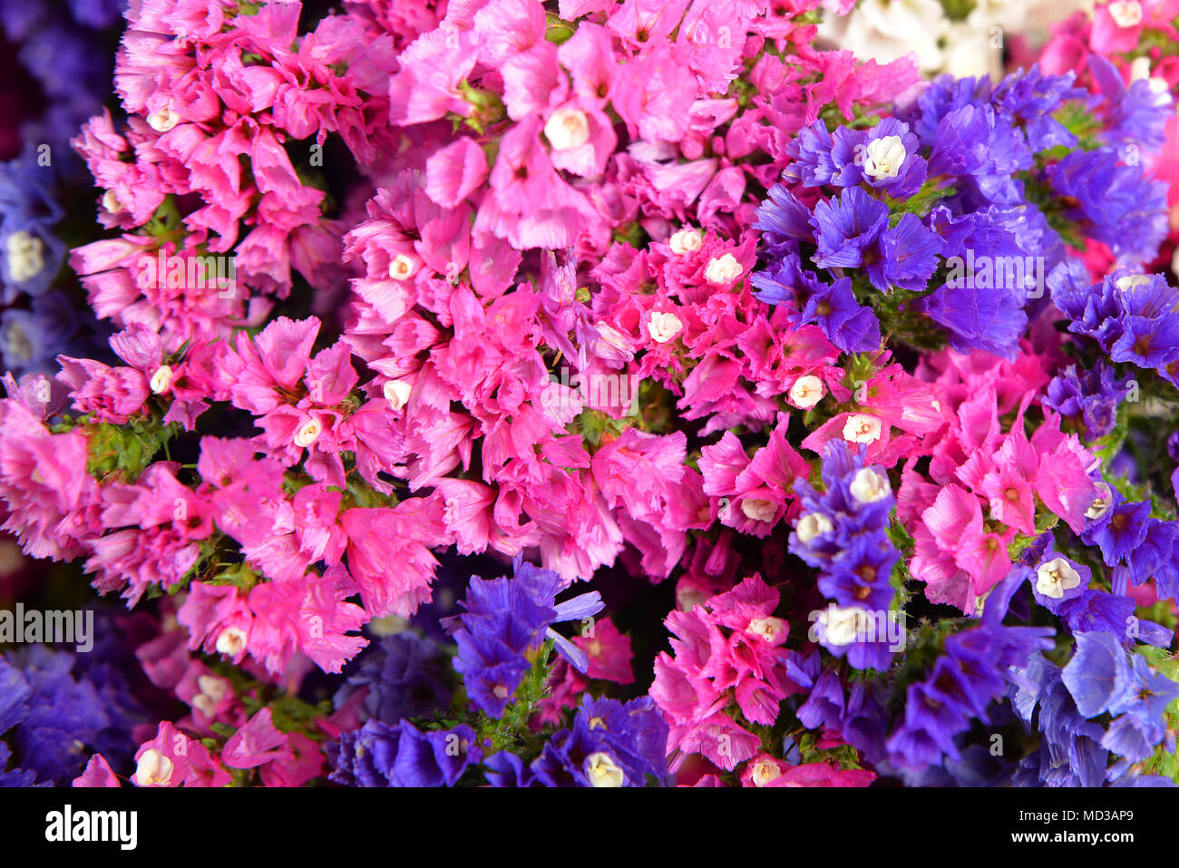 Flores de varios colores fotografías e imágenes de alta resolución - Alamy