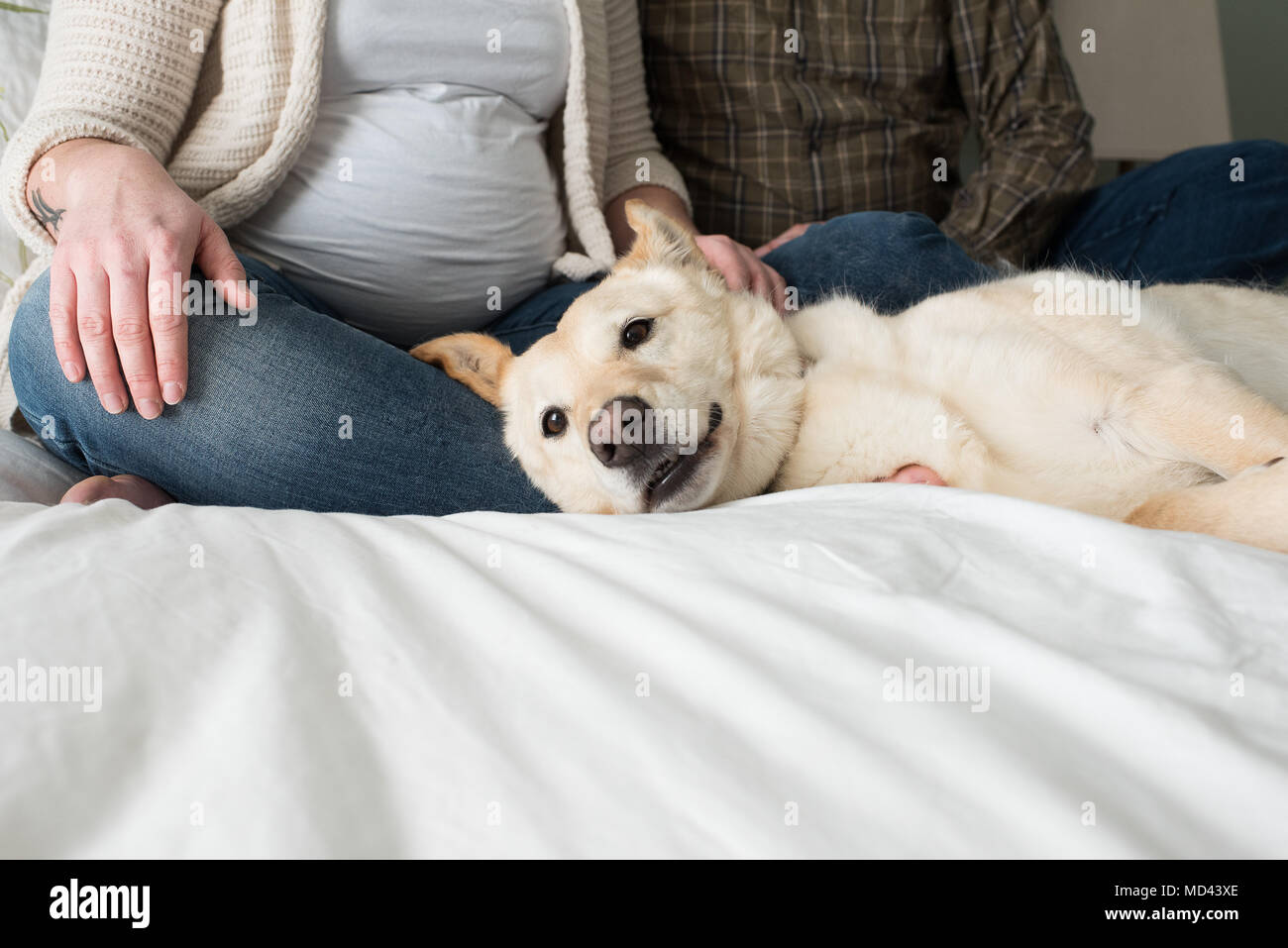 Mujer embarazada con la pareja sentada en la cama, perro tumbado en la cama junto a ellos, bajo la sección Foto de stock