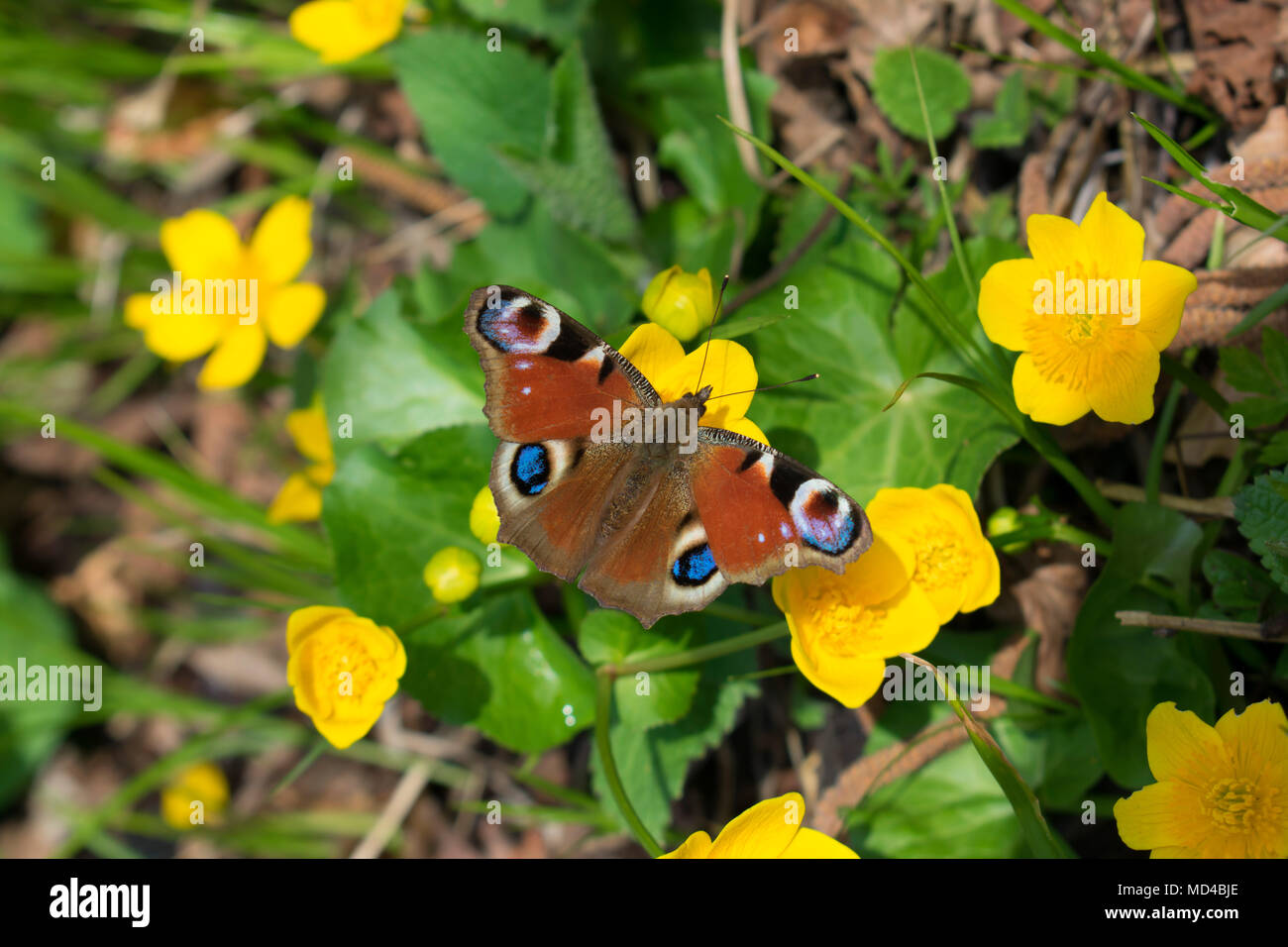 Peacock mariposas Aglais europeo (IO) Foto de stock