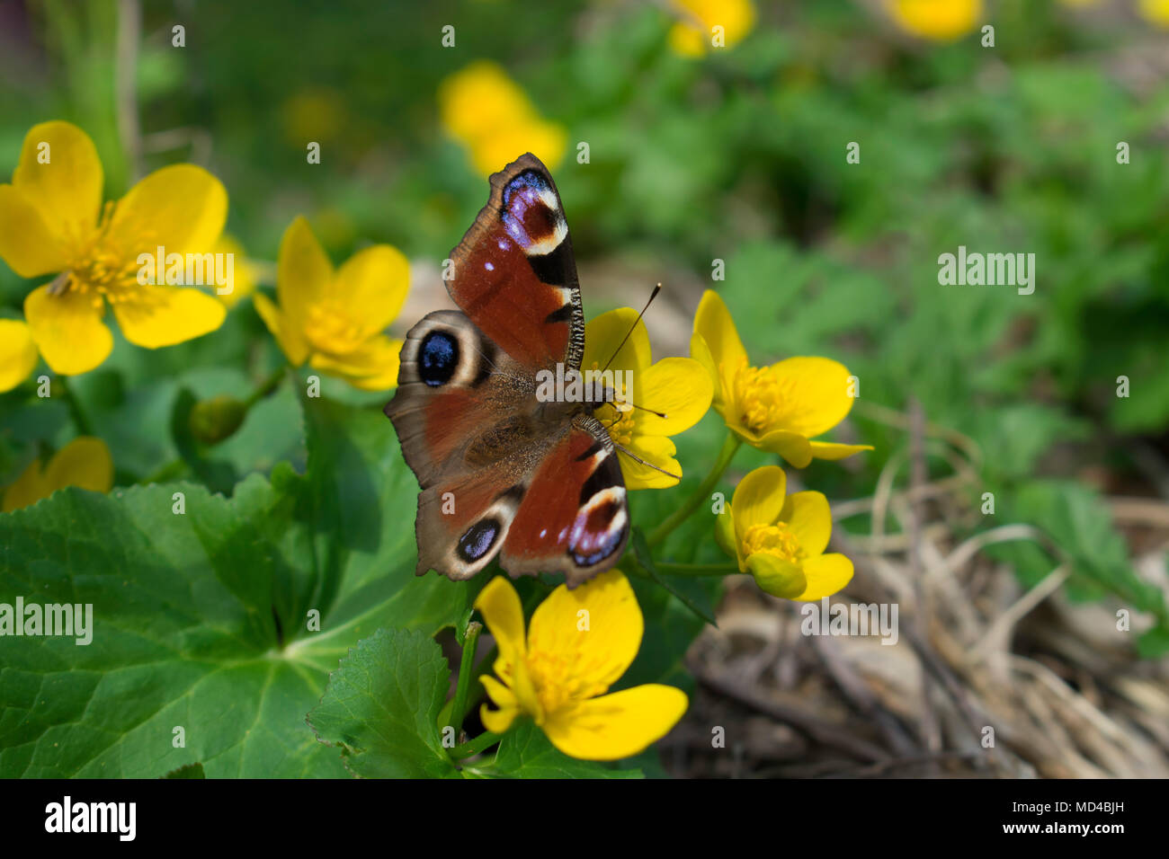 Peacock mariposas Aglais europeo (IO) Foto de stock