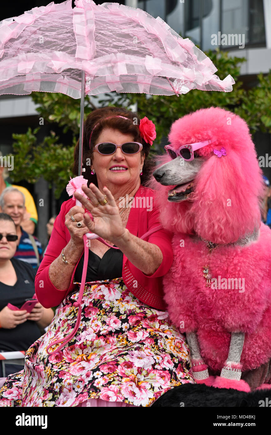 Pink Poodle estándar teñida con el propietario en cooly rocas en retro  festival en Coolangatta, en la Costa de Oro en Queensland, Australia  Fotografía de stock - Alamy