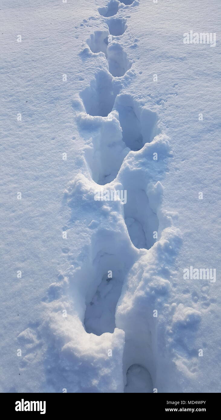 Huellas en la nieve recién caída profunda en el frío día de invierno Foto de stock