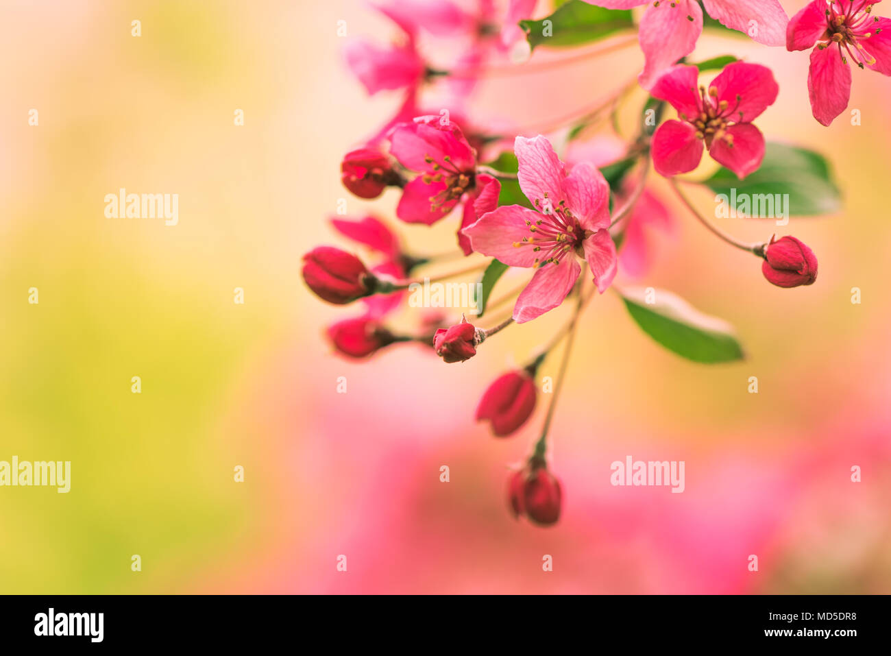 La belleza en la naturaleza, Rosa primavera florecen con el enfoque selectivo Foto de stock