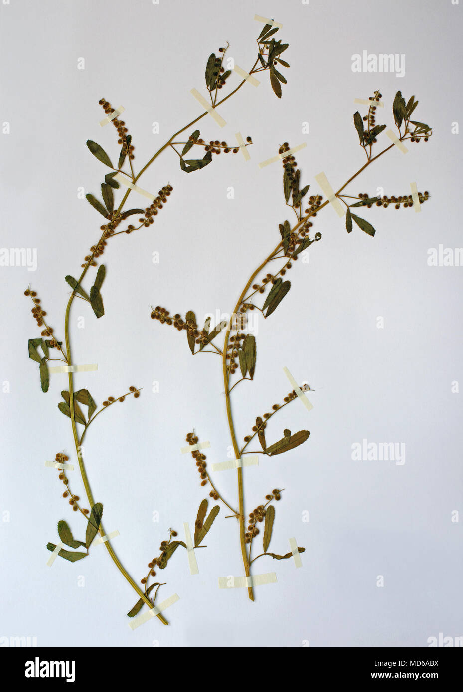 Hoja de herbario con Melilotus indicus, el trébol dulce o vio el trébol, la familia Fabaceae (Leguminosae) Foto de stock