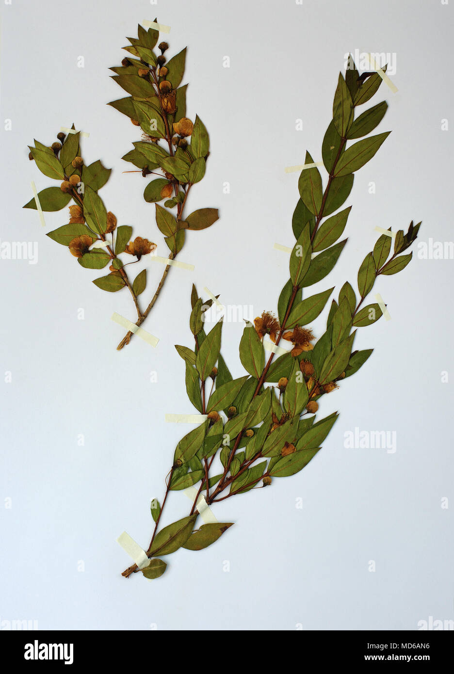 Hoja de herbario con Myrtus communis, Common myrthle, familia Myrtaceae Foto de stock