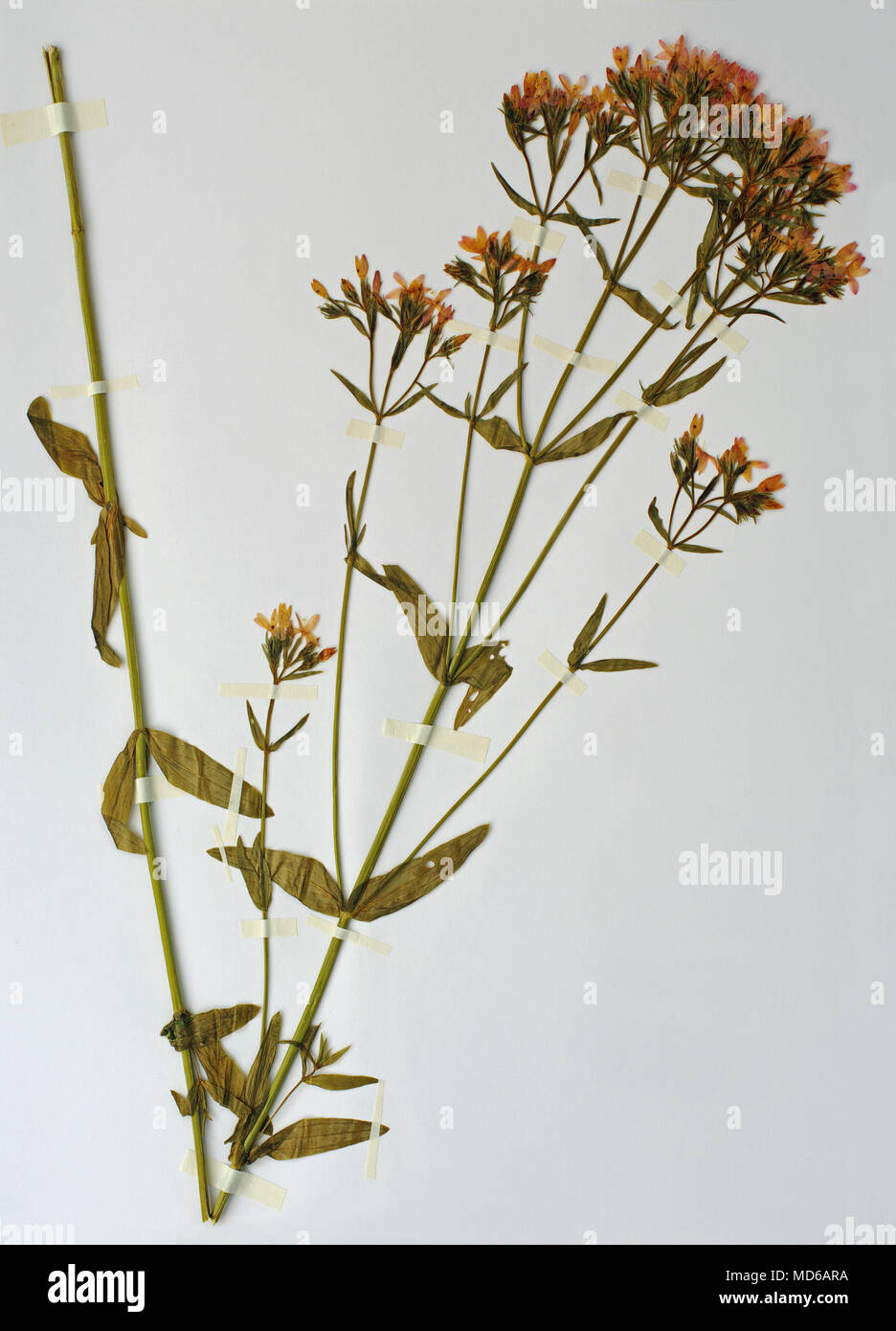Hoja de herbario con la Feverwort Centaurium erythrea, o unión de centauro, familia Gencianáceas Foto de stock