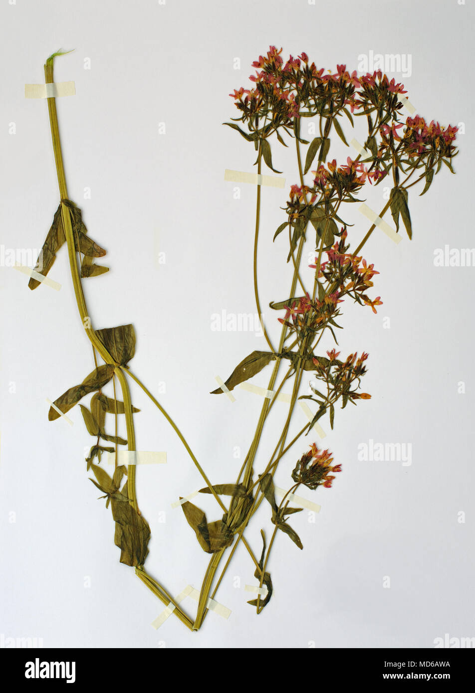 Hoja de herbario con la Feverwort Centaurium erythrea, o unión de centauro, familia Gencianáceas Foto de stock