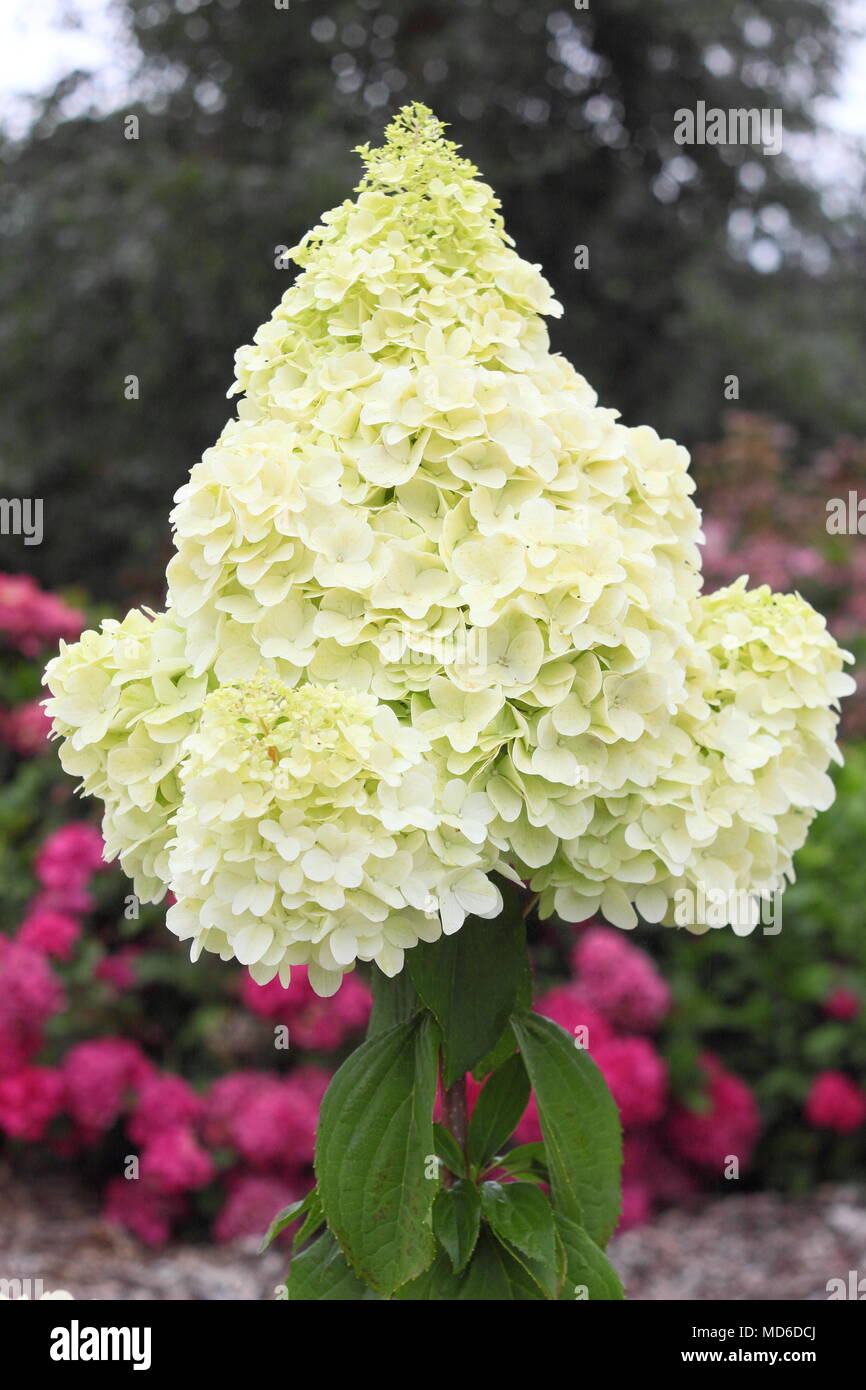 Kolmagimo hortensia fotografías e imágenes de alta resolución Alamy