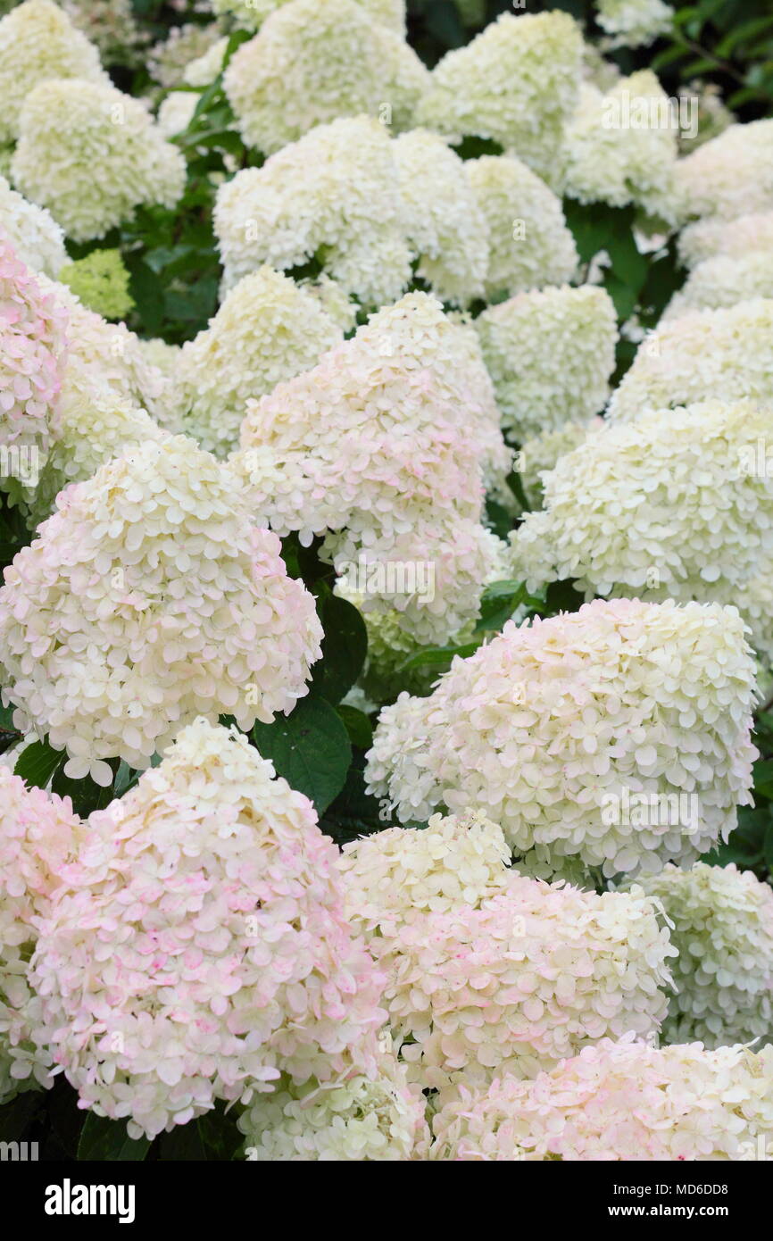 Hortensias garden uk fotografías e imágenes de alta resolución - Alamy Hortensias garden uk fotografías e imágenes de alta resolución - Alamy