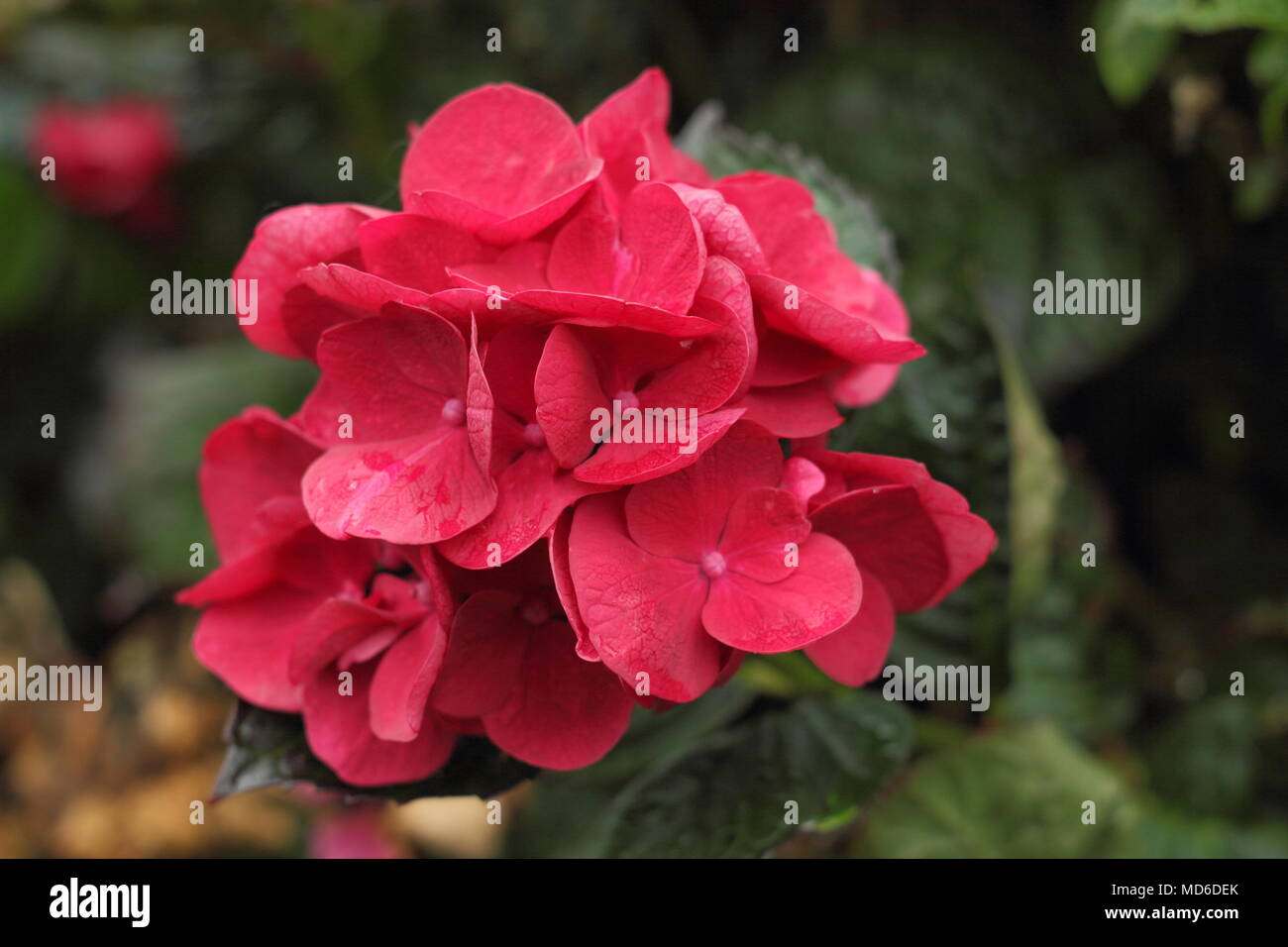 Hydrangea macrophylla 'Merveille Sanguina" de flores en un jardín inglés a finales del verano, REINO UNIDO Foto de stock