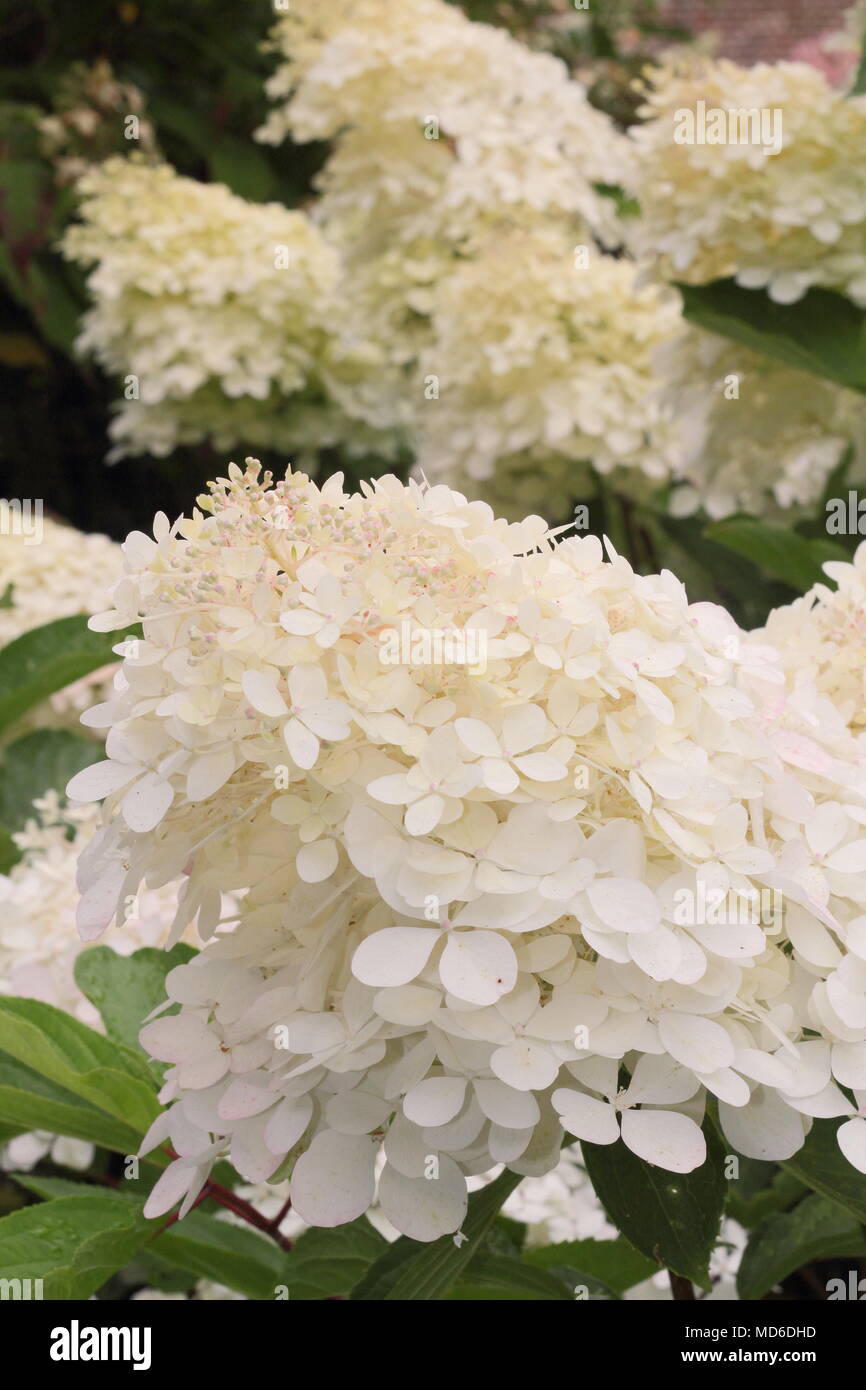 Hortensia fantasma fotografías e imágenes de alta resolución Alamy