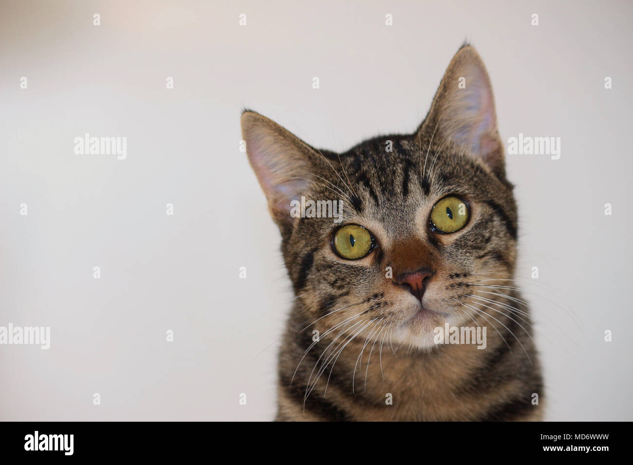 Retrato de un gato gris, mirando directamente a la cámara. Una hermosa, dulce y adorable mascota. Una gran compañía. Foto de stock