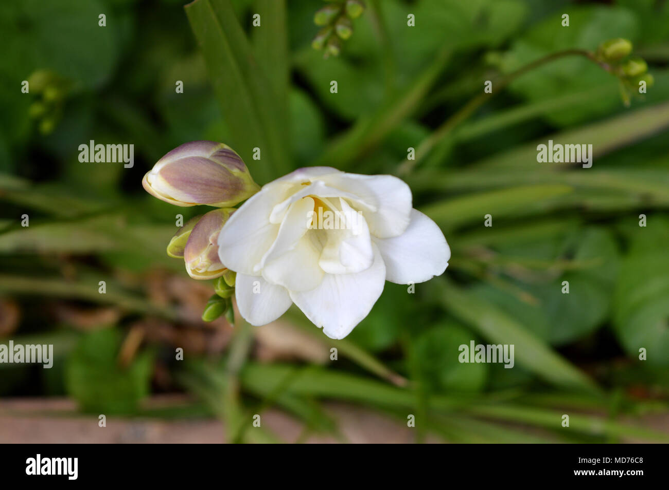 Close-up de una Blanca Flor Fresia, naturaleza, Macro Fotografía de stock -  Alamy