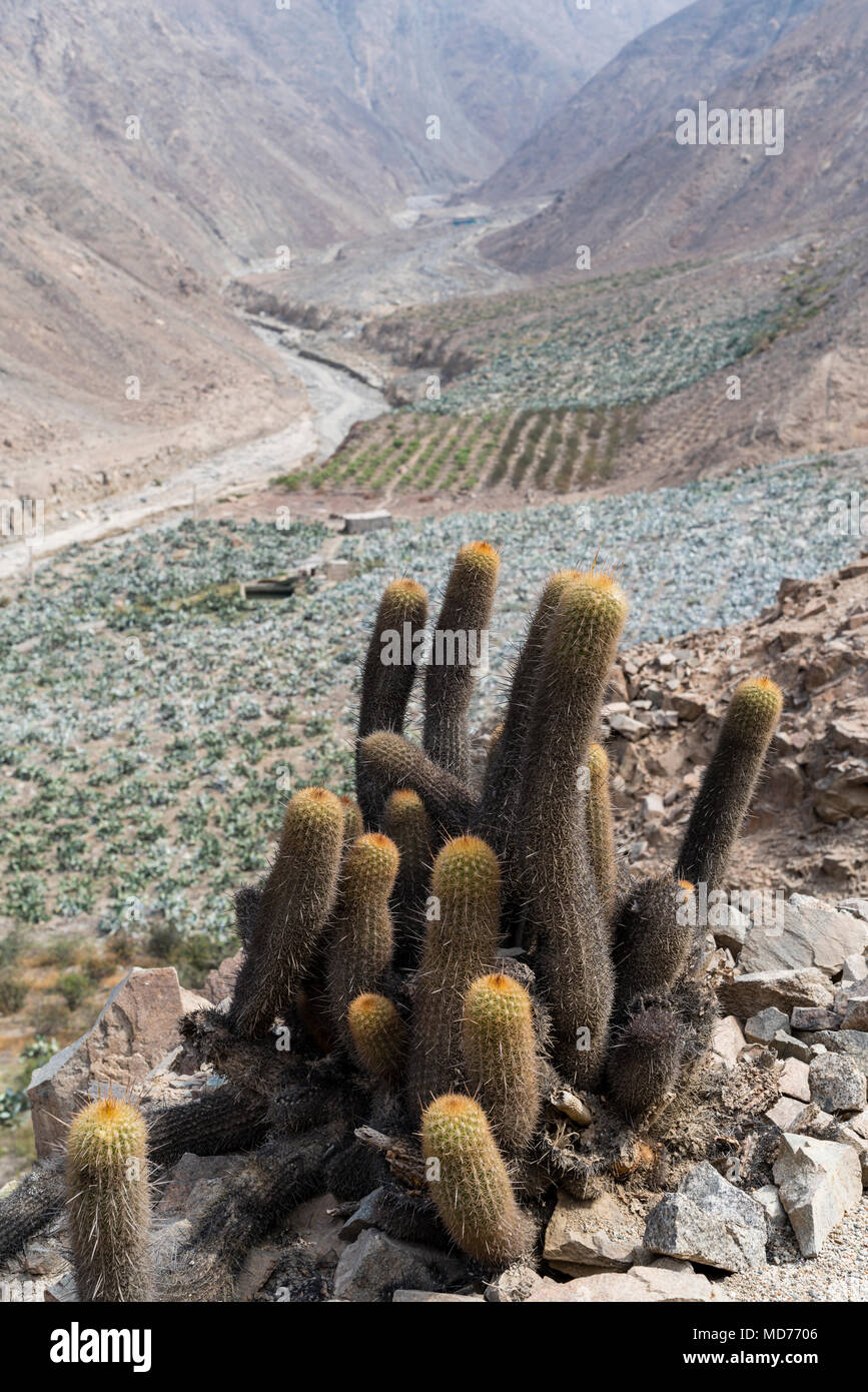 Cultura de la cochinilla en el valle del río Lurín, Lima, Perú. Foto de stock