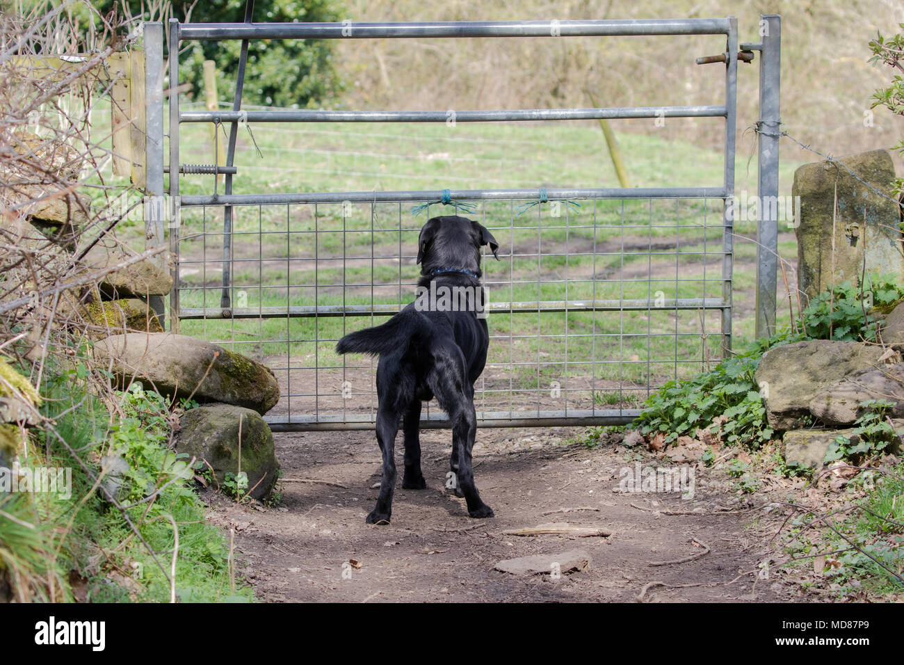 puede el labrador retriever ser negro