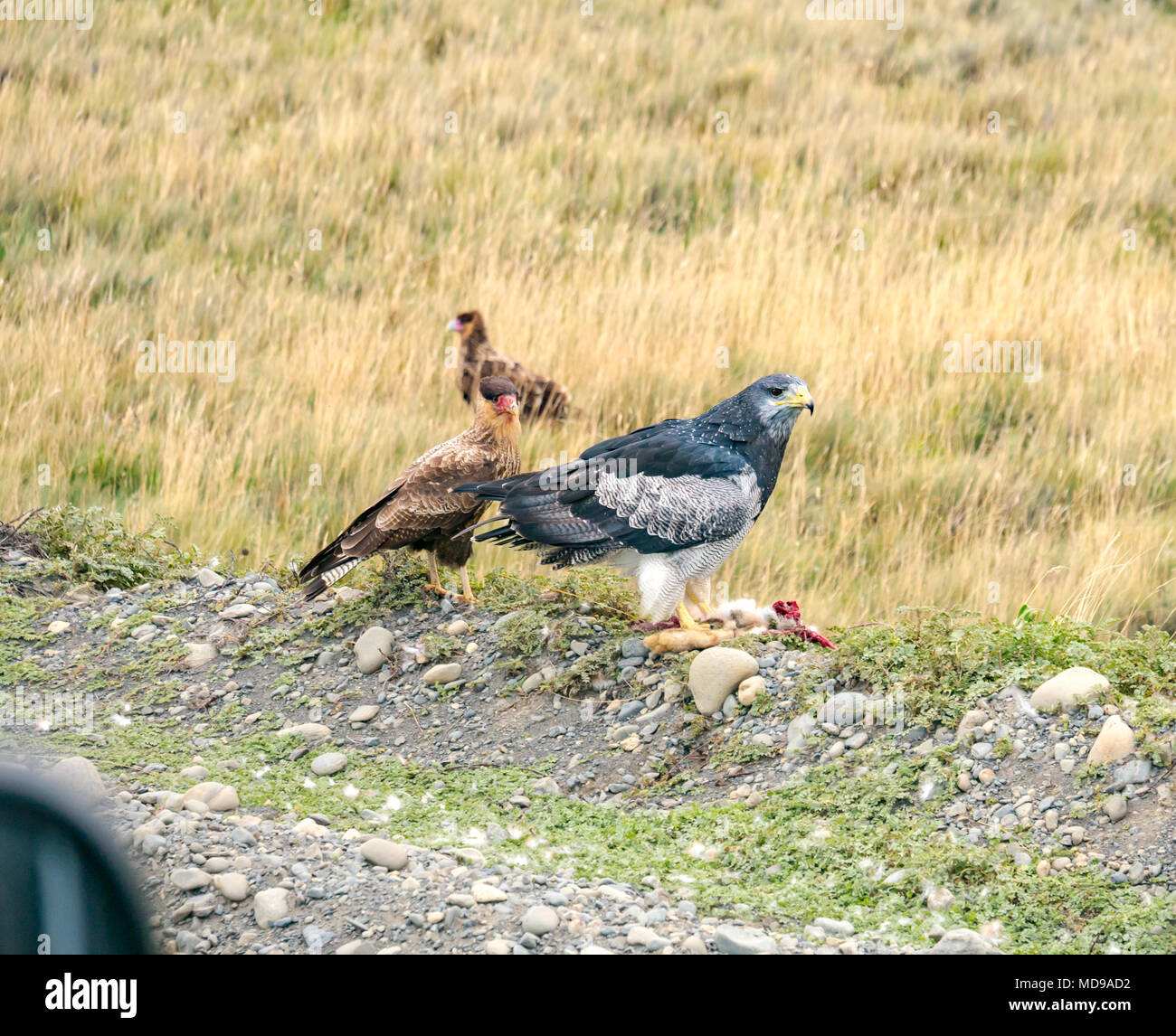 Black chested buzzard eagle $ crested caracaras meridional con roadkill, Parque Nacional Torres del Paine en la Patagonia, Chile, Sudamérica Foto de stock