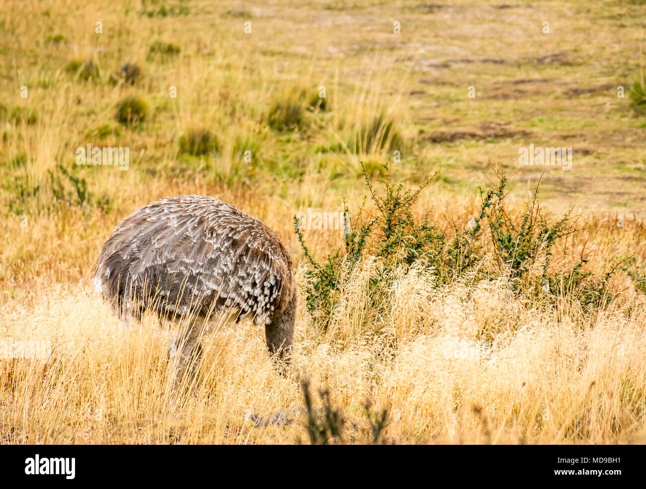 Ñandú de Darwin, o ñandú, Rhea pennata, alimentándose con la cabeza escondida en la hierba, Parque Nacional Torres del Paine, Patagonia, Chile, Sudamérica Foto de stock