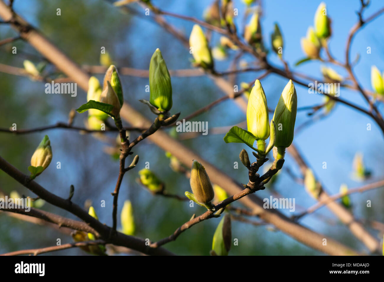 Głębowice, Polonia. 19 de abril de 2018. Árbol de Magnolia flores amarillas. Y soleada mañana de primavera. El magnolio ha comenzado a florecer. Crédito: w124merc / Alamy Live News Foto de stock