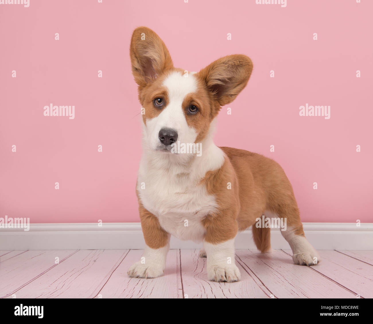 Cute Welsh Corgi pembroke cachorro de pie mirando a la cámara en un salón rosa Foto de stock