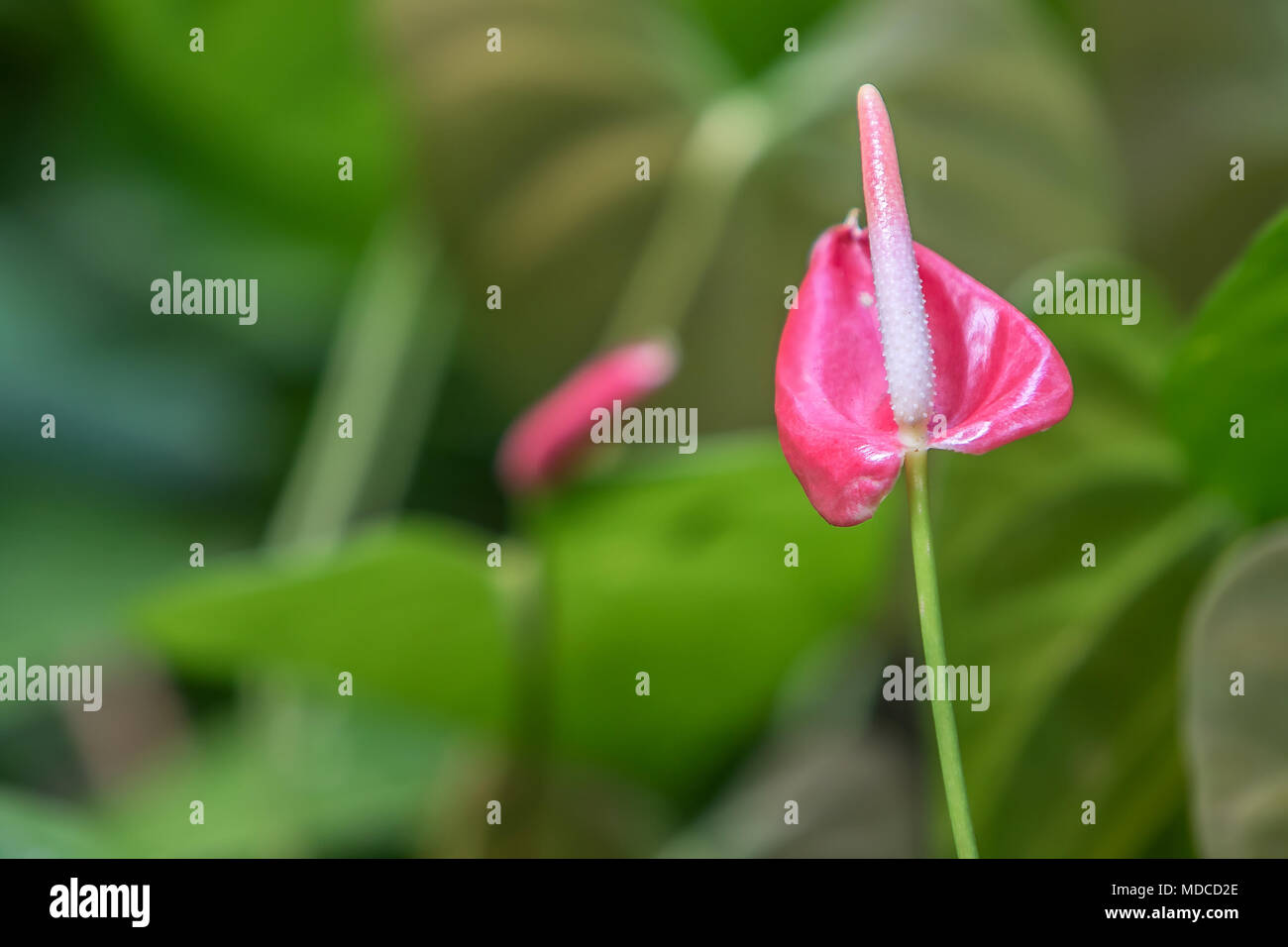 Lily Anthurium. [Anthurium Andraeanum]. Jardín Botánico de Barbados. Foto de stock