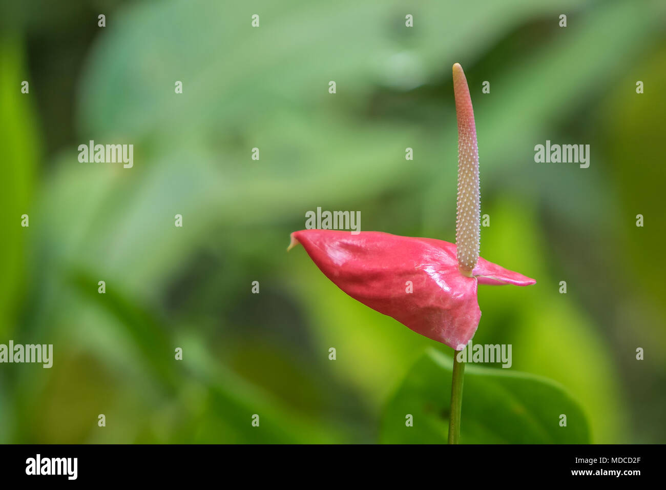 Lily Anthurium. [Anthurium Andraeanum]. Jardín Botánico de Barbados. Foto de stock