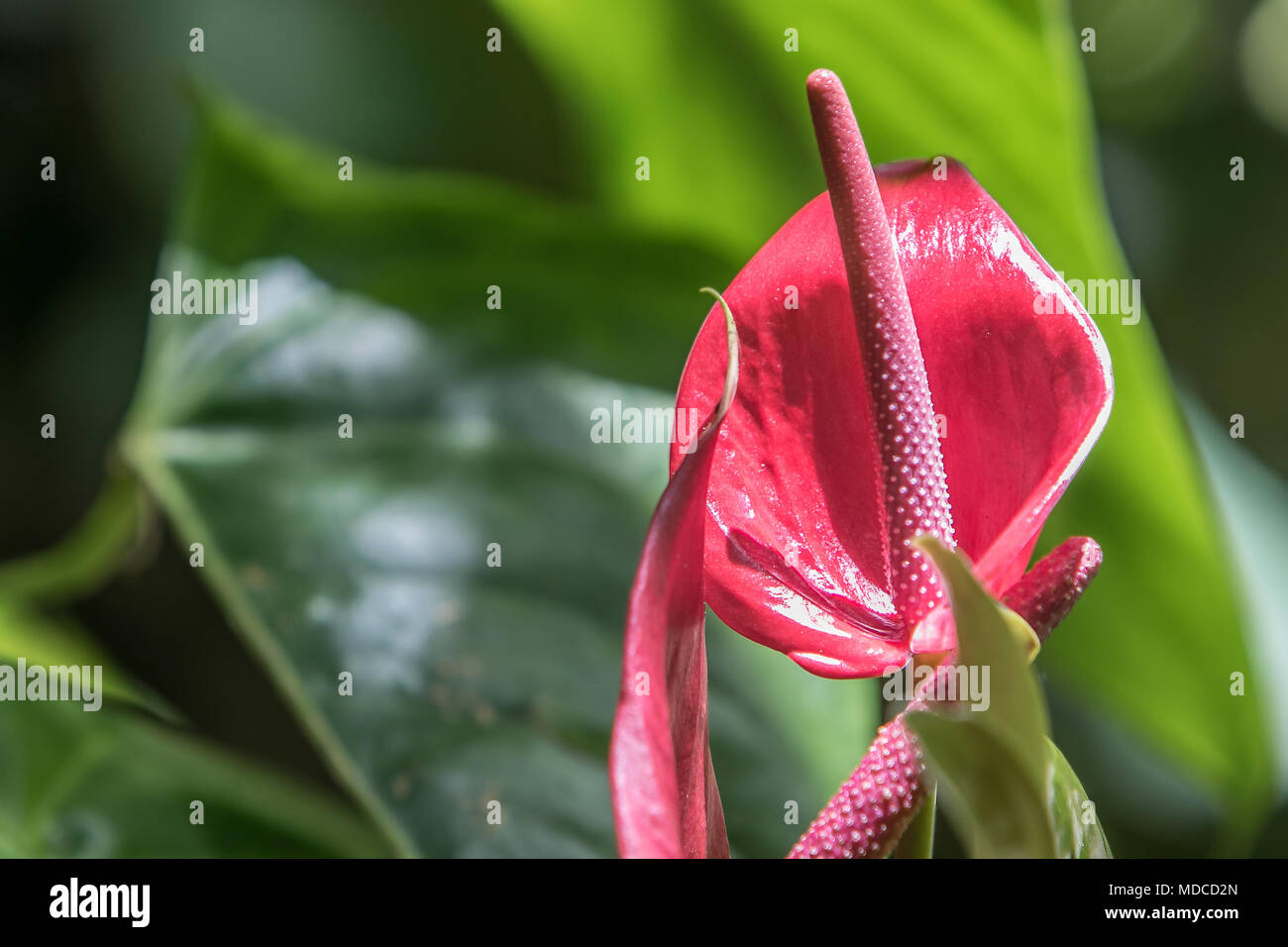 Lily Anthurium. [Anthurium Andraeanum]. Jardín Botánico de Barbados. Foto de stock