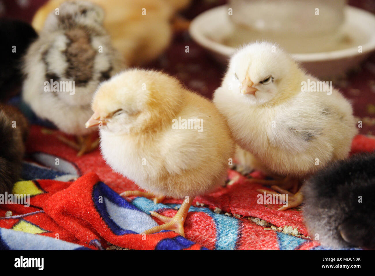 Los pollos están dormidos después de un rico almuerzo. Foto de stock