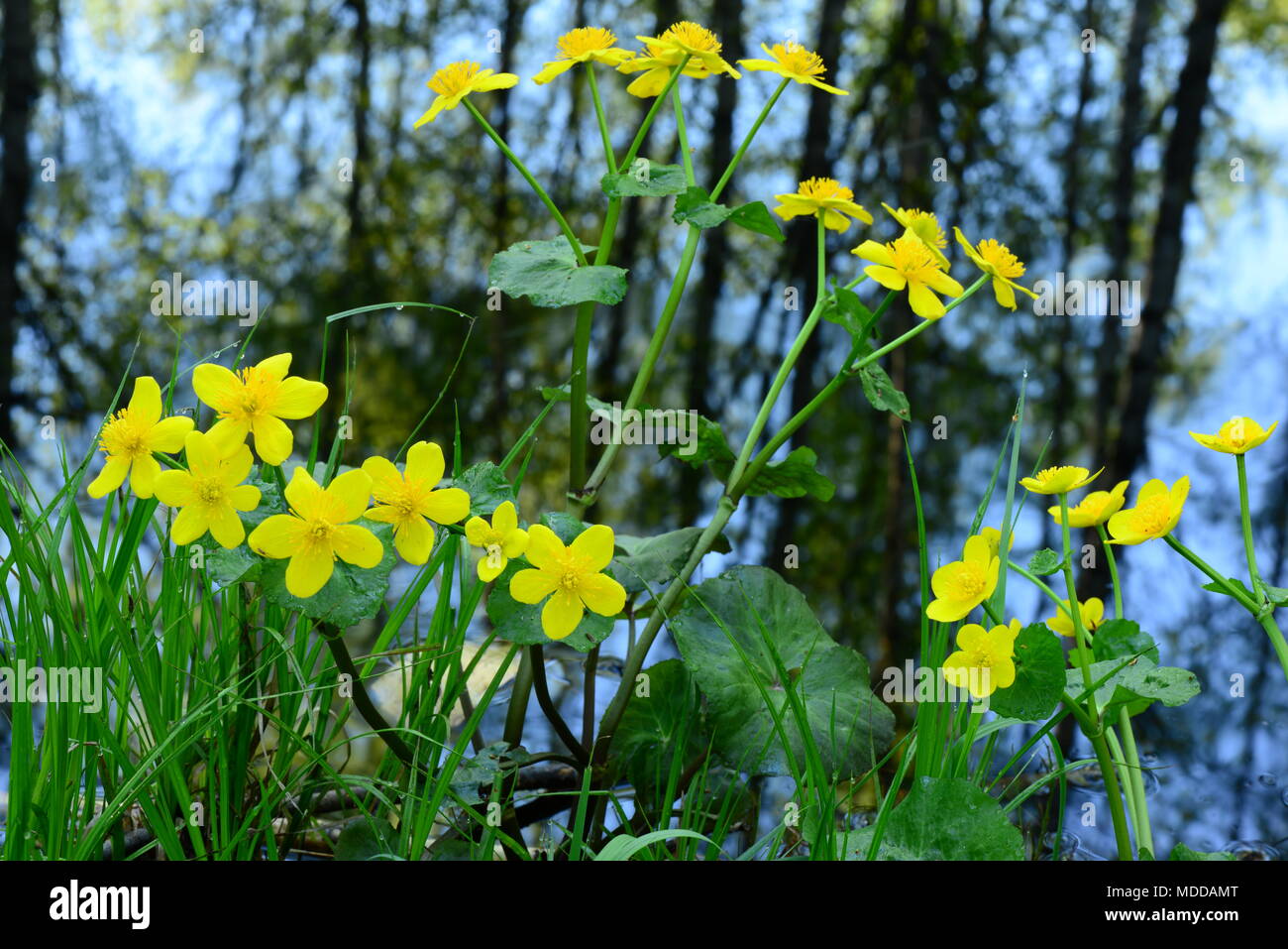Flores silvestres amarillas de primavera fotografías e imágenes de alta  resolución - Alamy