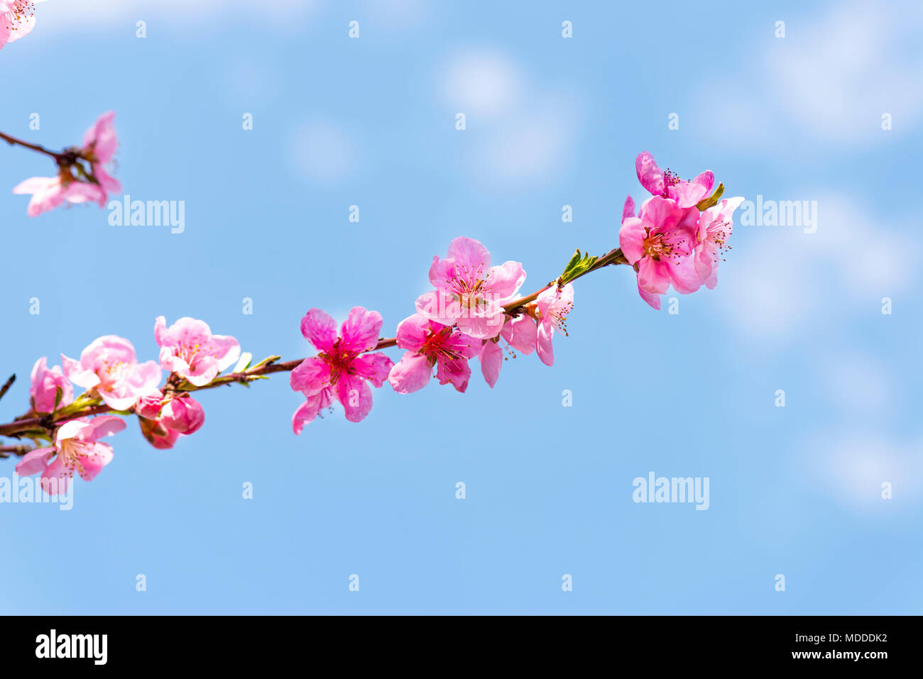 Durazno flores florecen sucursal, fondo de cielo azul Fotografía de stock -  Alamy