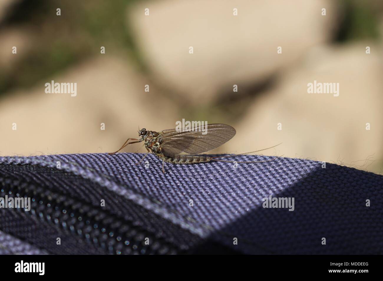 De Ephemeroptera adultas - los insectos acuáticos en el monte Durmitor Foto de stock