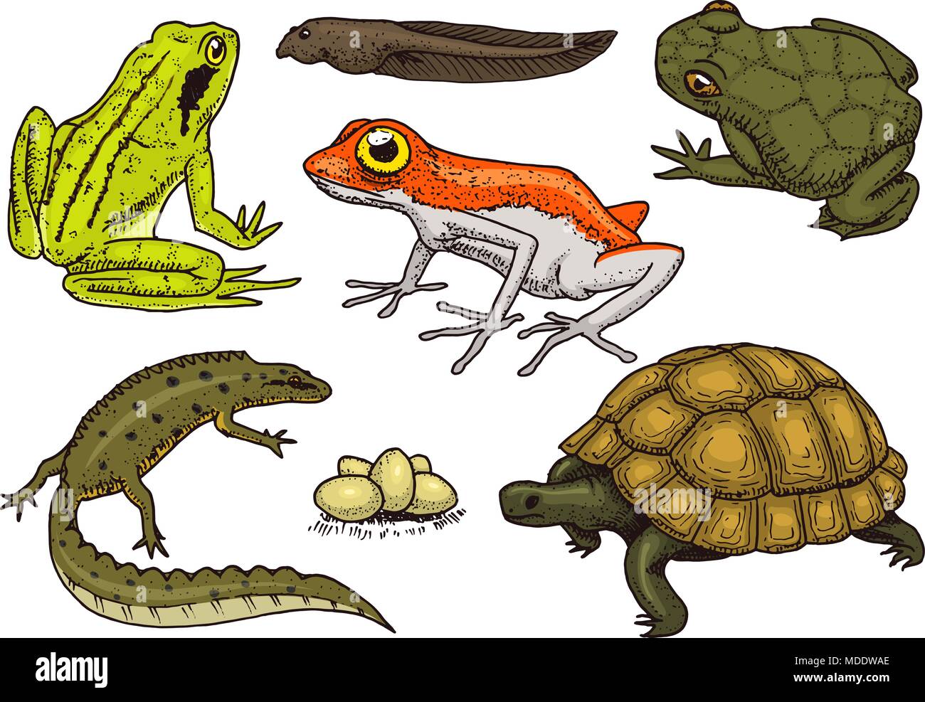 Los reptiles y anfibios. Mascotas y animales tropicales. La flora y la  fauna silvestres y ranas, lagartijas y tortugas, camaleones y anuros  grabado dibujado a mano en old vintage sketch. Ilustración vectorial.