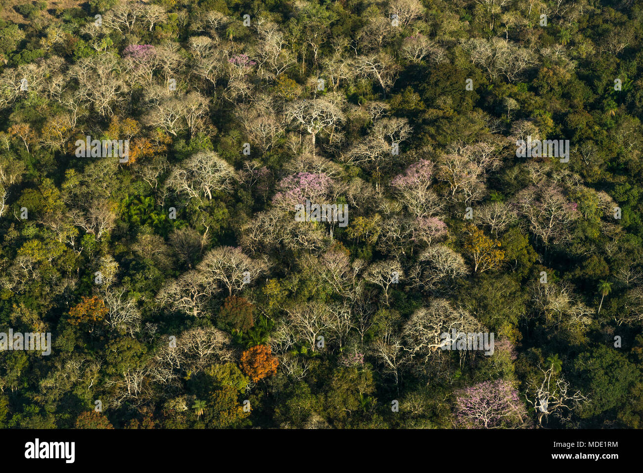 Bosques semideciduos en el Pantanal de Brasil durante la temporada seca Foto de stock