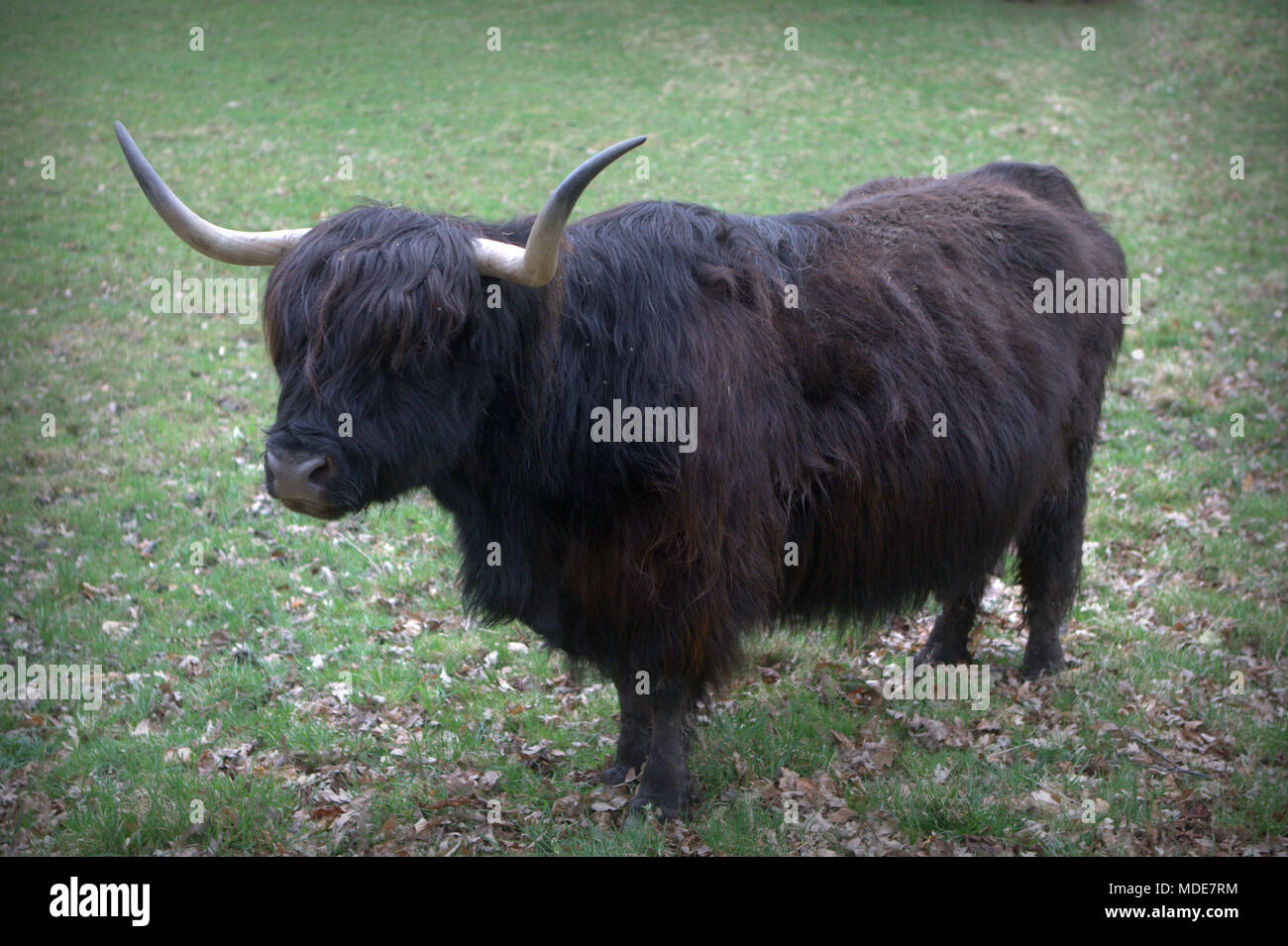 Escocés escocés Highland ganado vaca toro negro cuernos en abrir campo verde Foto de stock