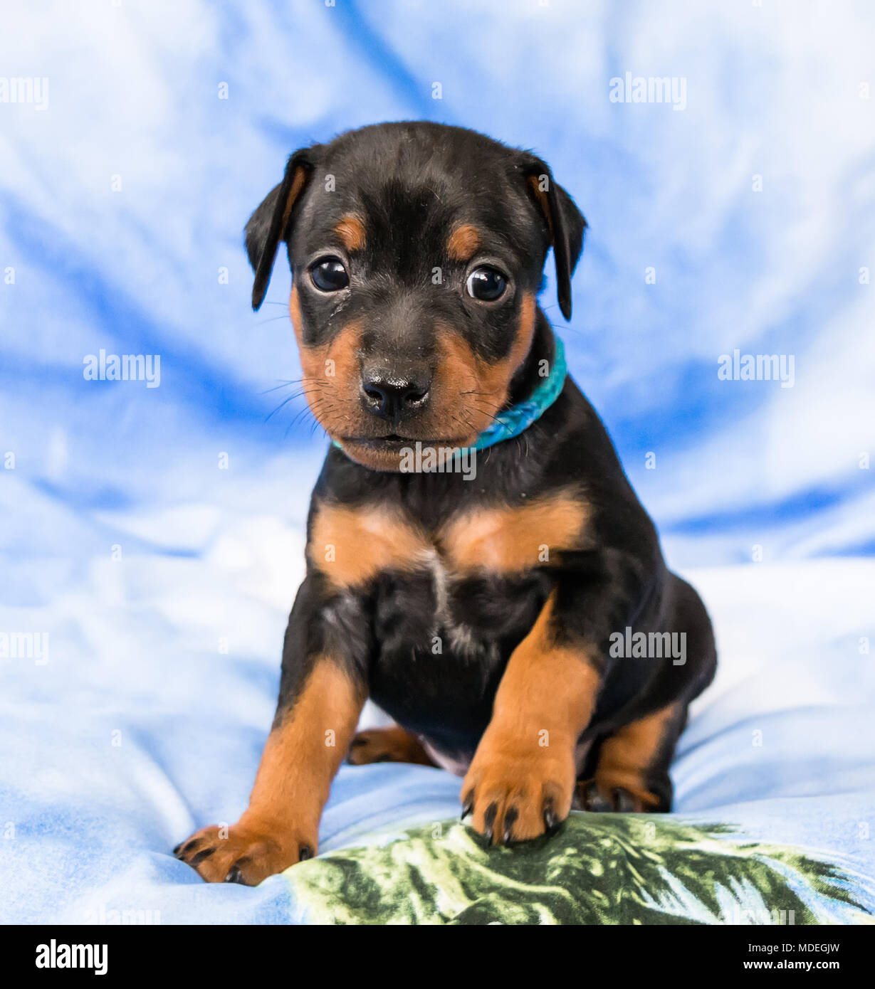 El cachorro Pinscher miniatura, 1 mes de edad Fotografía de stock - Alamy