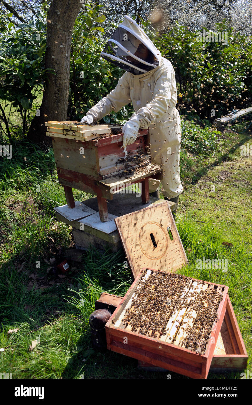 El apicultor inspeccionando colonia de abejas en primavera Foto de stock