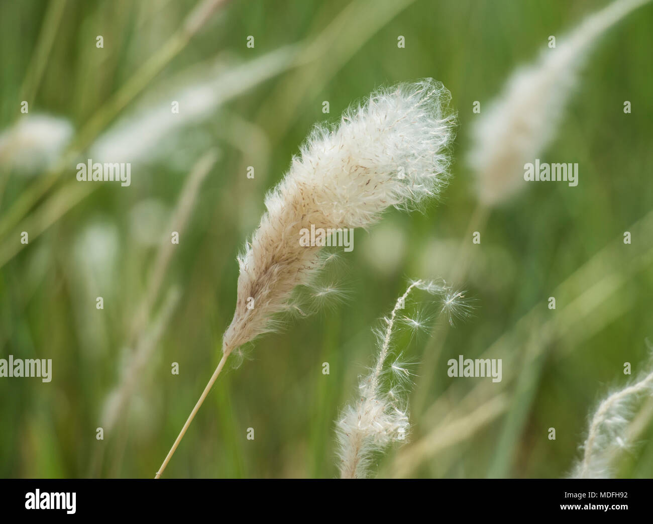 Detalle de cerca de algodón semilla de pasto en la zona rural de pradera eriophorum cabeza Foto de stock