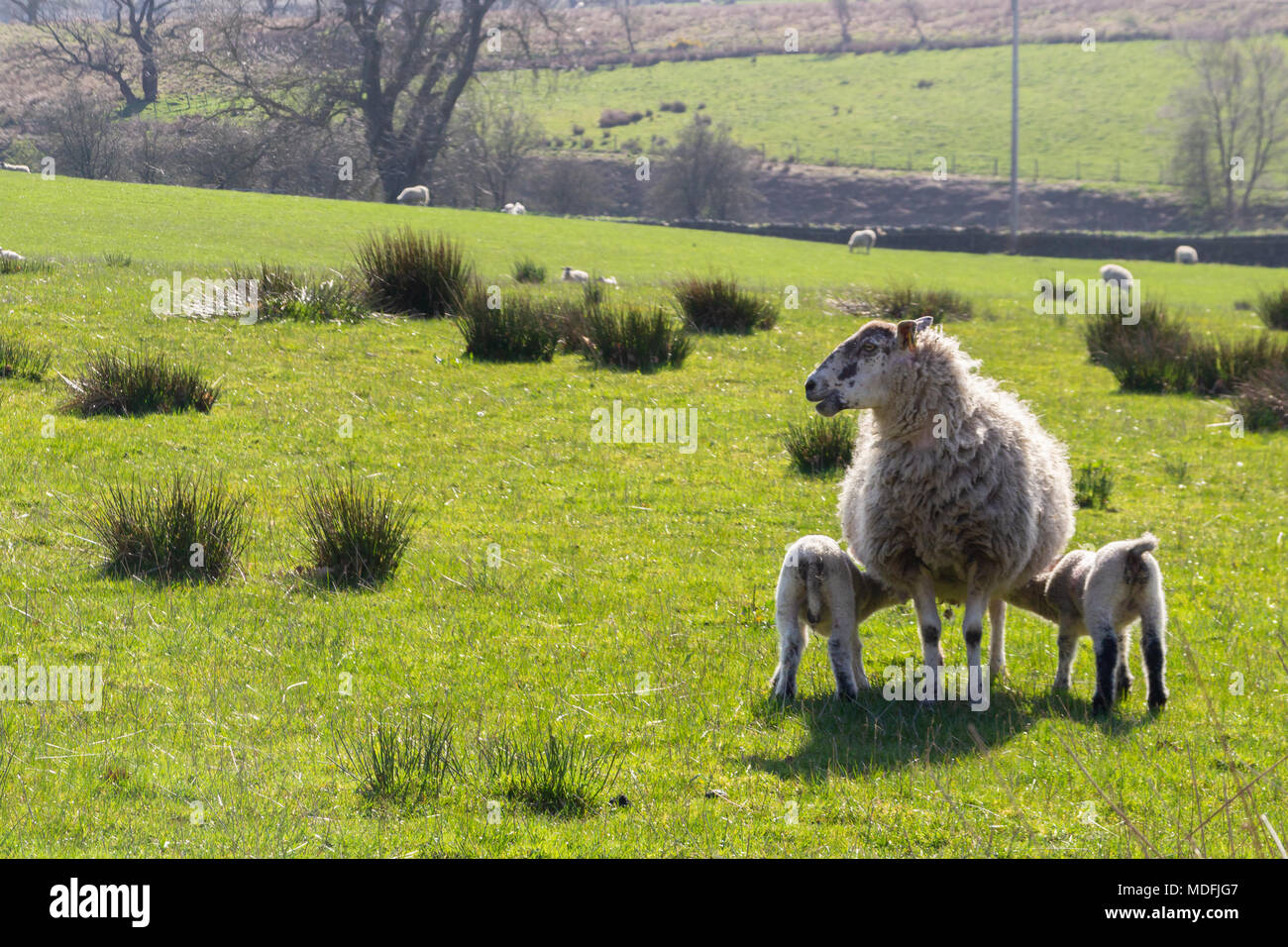 Mule oveja corderos con twin Foto de stock