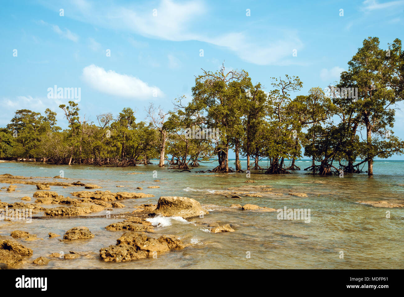 Altos árboles de mangle Rhizophora sp. se elevan de las aguas poco profundas del archipiélago de Mergui en Myanmar. Este conjunto de islas tiene amplia mangrov Foto de stock