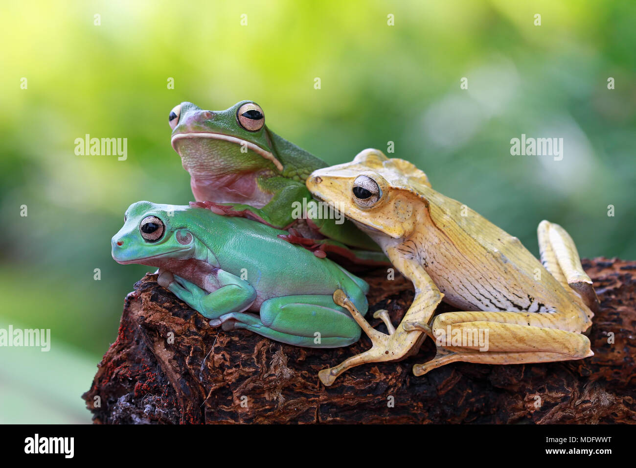 Tres ranas en un árbol Foto de stock