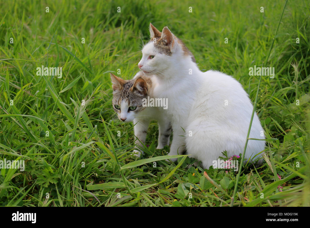 Dos gato doméstico atigrado negro, blanco, sentado en un prado Foto de stock