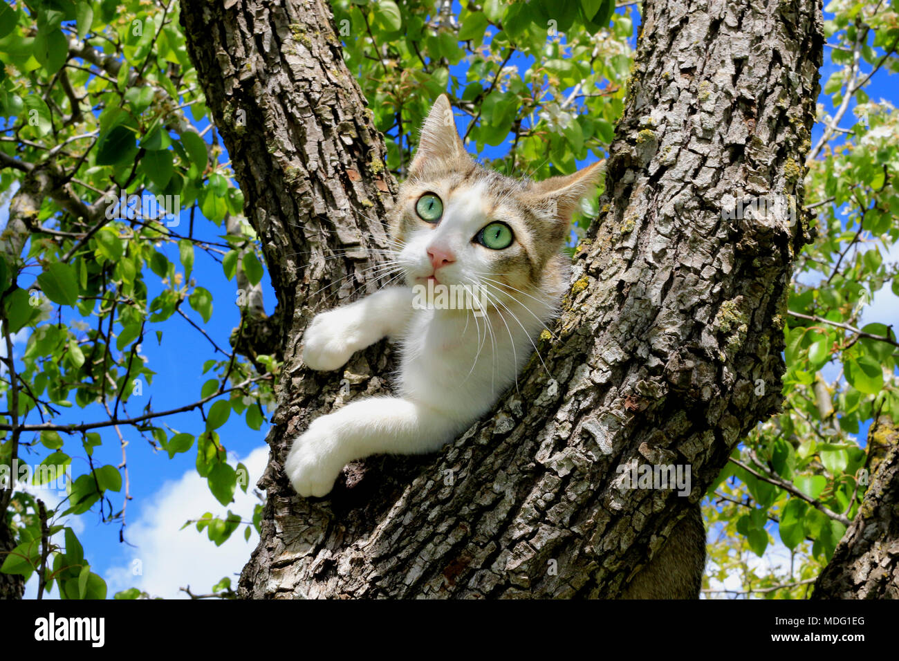 Gato doméstico atigrado negro, blanco, escalada en un árbol Foto de stock