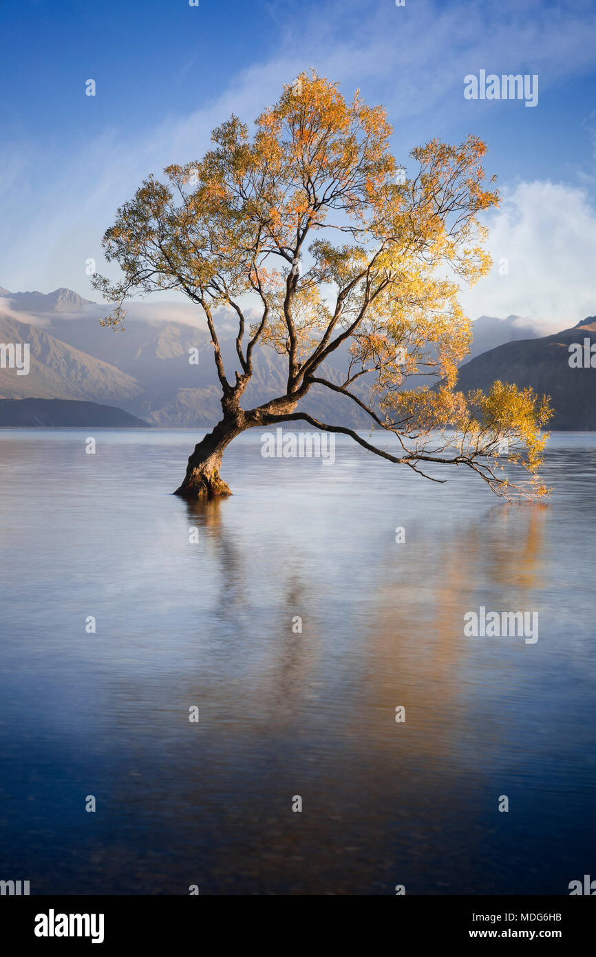 La Lone Tree del Lago Wanaka, Isla del Sur, Nueva Zelanda. Foto de stock