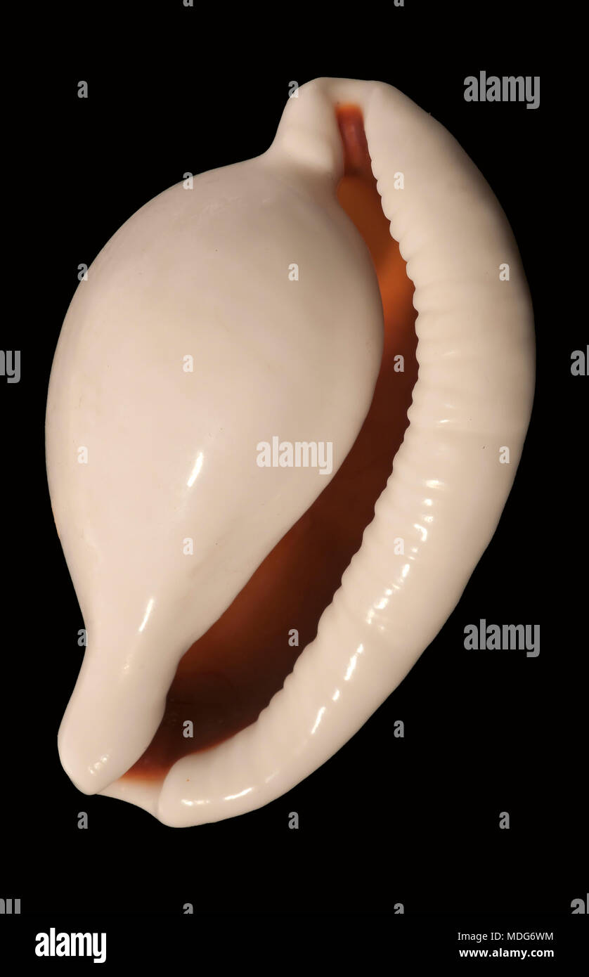 Conchas cowry Ovula de huevo (óvulo), colección de malacología, España, Europa Foto de stock