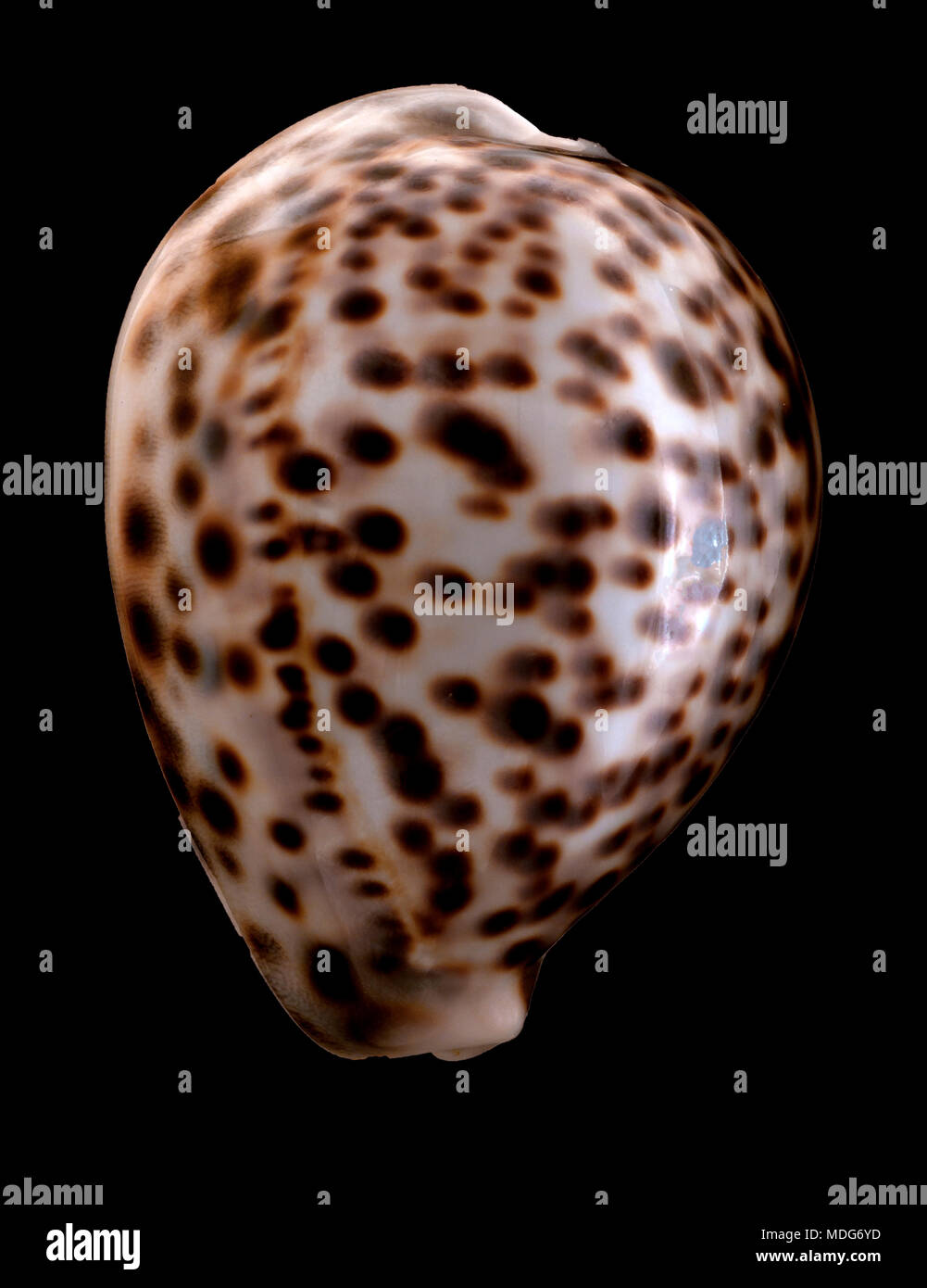 Concha de un Tigre (Cowry Cypraea tigris tigris) - Variante de color de la costa oriental de África. Colección de Malacología, España, Europa Foto de stock