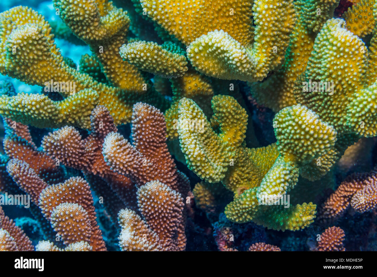 Los colores de Antler Coral (Poquillopora grandis (anteriormente Poquillopora eydouxi)) varían según el color de su simbiot. Una sola cabeza de coral puede... Foto de stock