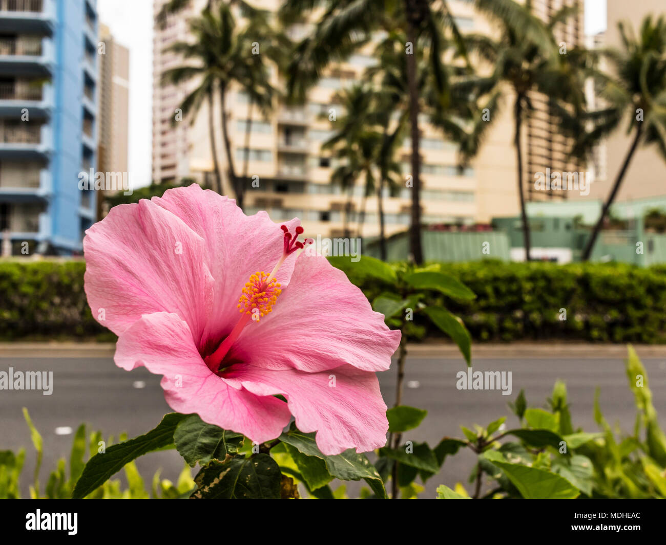 Hibiscus, la flor del estado de Hawaii, florece junto al bulevar Ala Mona, Waikiki, Honolulu, Oahu, Hawaii, Estados Unidos de América Foto de stock