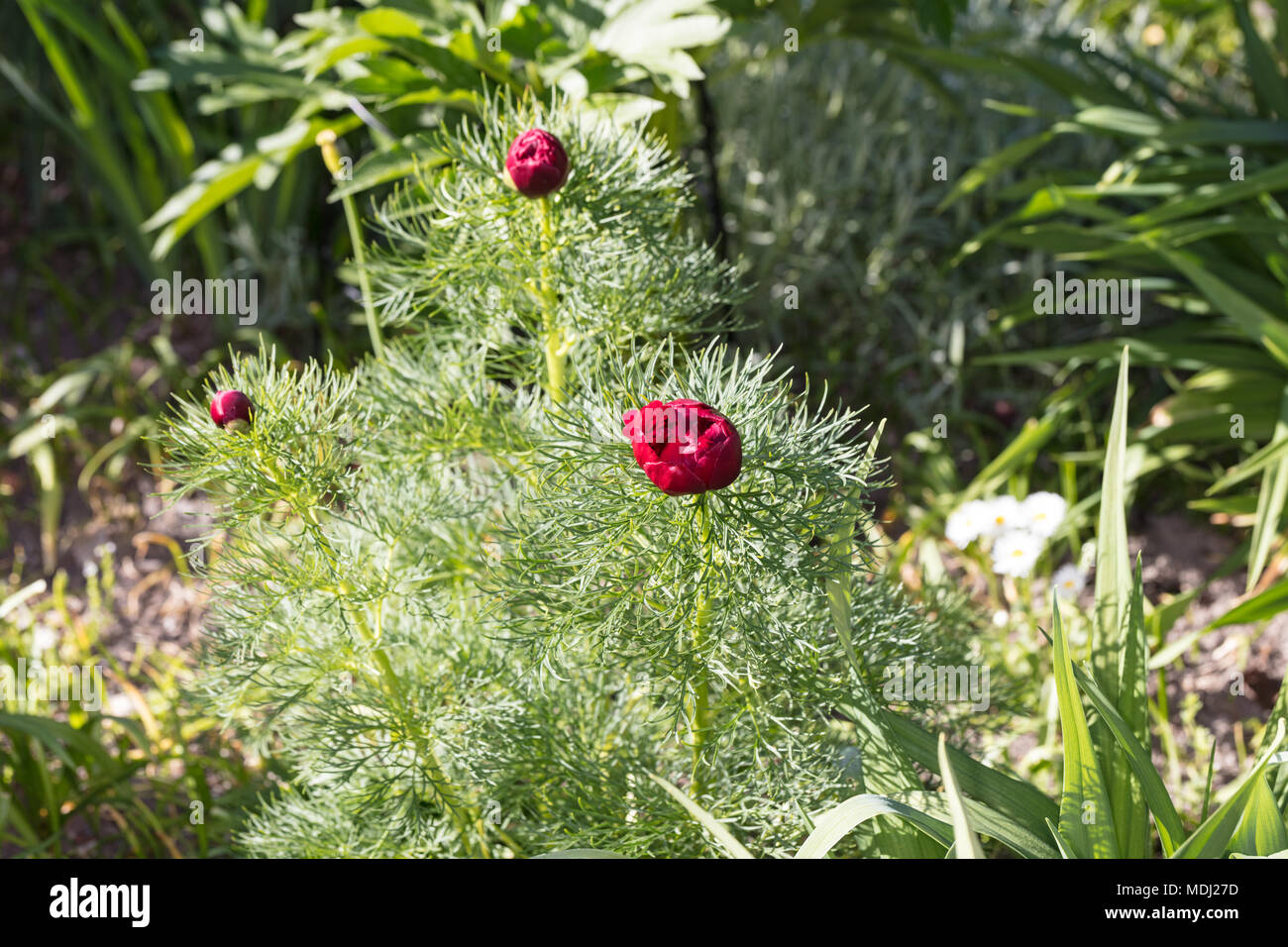 "Plena", Dillpion Fernleaf doble Peonía (Paeonia tenuifolia) Foto de stock